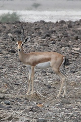 Dorcas Gazelle photo 3