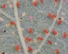 Phylloxera quercus