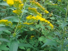 Augochloropsis viridula