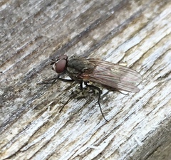 Muscoidea