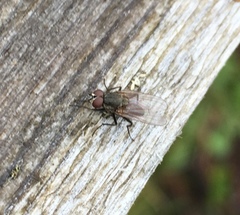 Muscoidea