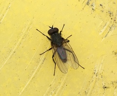 Muscoidea