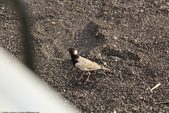 Eremopterix nigriceps