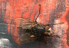 Calliphoridae