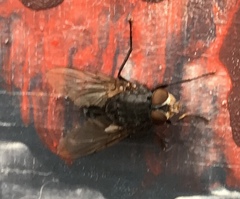 Calliphoridae