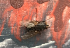 Calliphoridae
