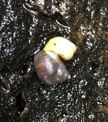Nucella