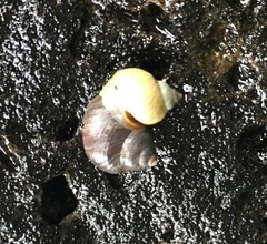 Nucella