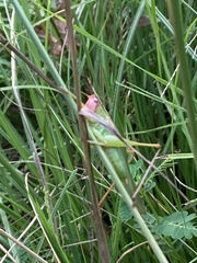 Orchelimum pulchellum
