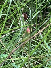 Orchelimum pulchellum