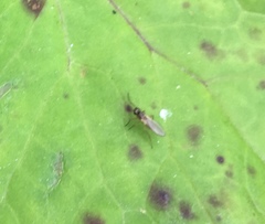 Lonchoptera bifurcata