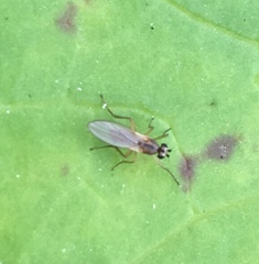 Lonchoptera bifurcata