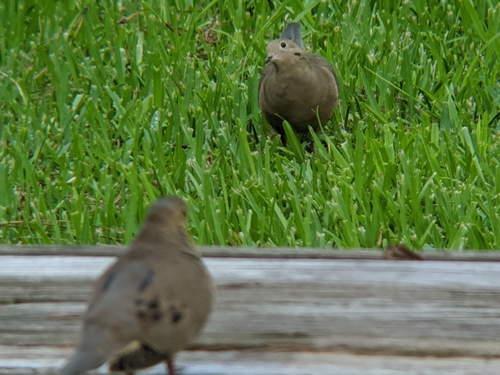 Mourning Dove photographed in Louisiana
