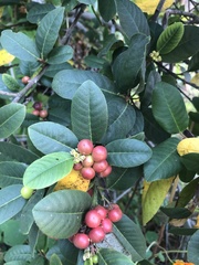 Frangula californica