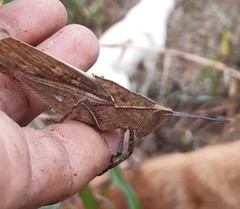Colpolopha latipennis