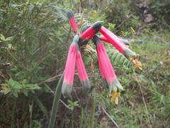 Phaedranassa tunguraguae