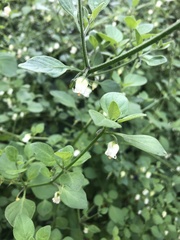 Salpichroa origanifolia