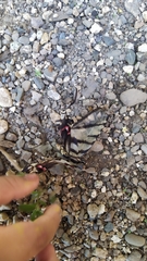 Protographium epidaus fenochionis