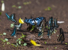 Graphium leonidas leonidas