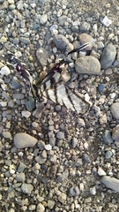 Protographium epidaus fenochionis