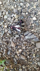 Protographium epidaus fenochionis
