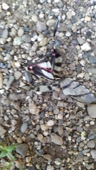 Protographium epidaus fenochionis
