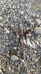 Protographium epidaus fenochionis