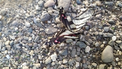 Protographium epidaus fenochionis
