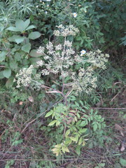 Angelica anomala