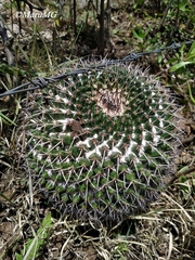 Mammillaria gigantea