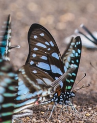 Graphium leonidas leonidas