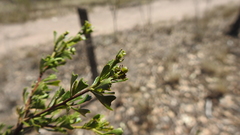 Dodonaea biloba