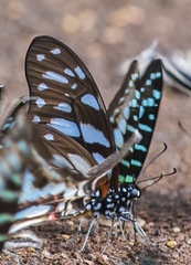 Graphium leonidas leonidas