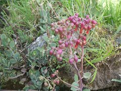 Kalanchoe laxiflora