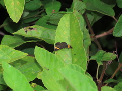 Pirascca tyriotes