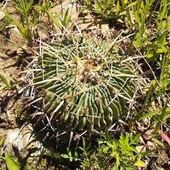 Echinofossulocactus crispatus
