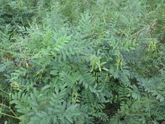 Sophora flavescens