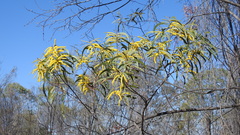 Acacia crassa