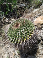 Mammillaria gigantea