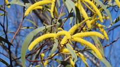 Acacia crassa
