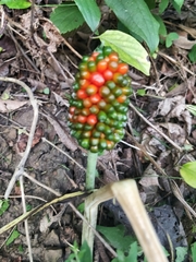 Arisaema dracontium