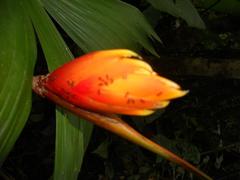 Heliconia episcopalis