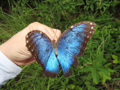 Morpho helenor peleides