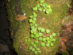 Peperomia serpens