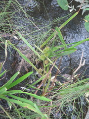 Sparganium japonicum