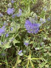 Caryopteris × clandonensis