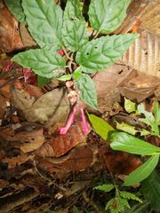 Scutellaria coccinea