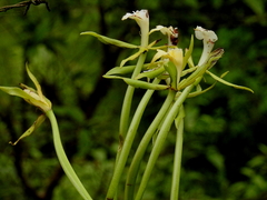 Epidendrum lacustre