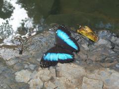 Morpho achilles