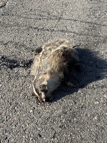 American Badger photographed in New Mexico
